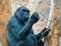 Westlicher Flachlandgorilla